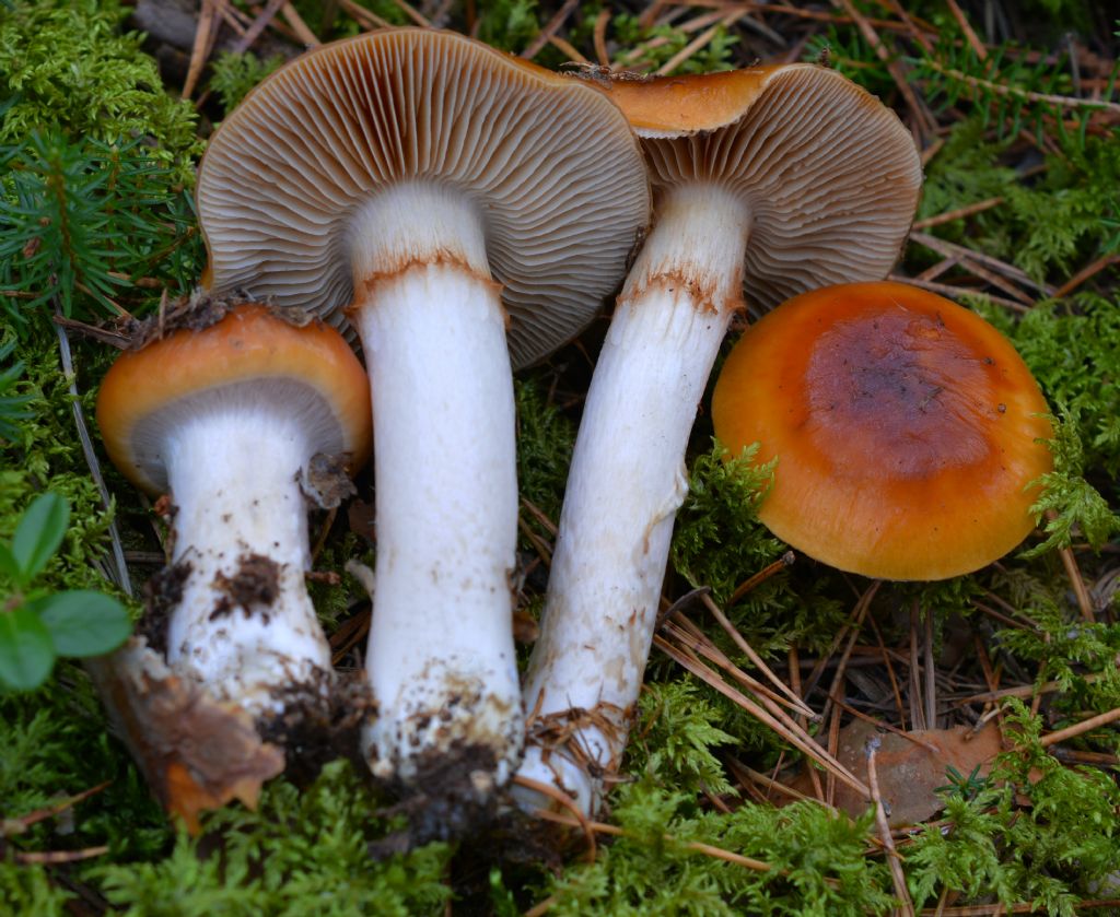 Cortinarius mucosus (Bull.) J. Kickx f.